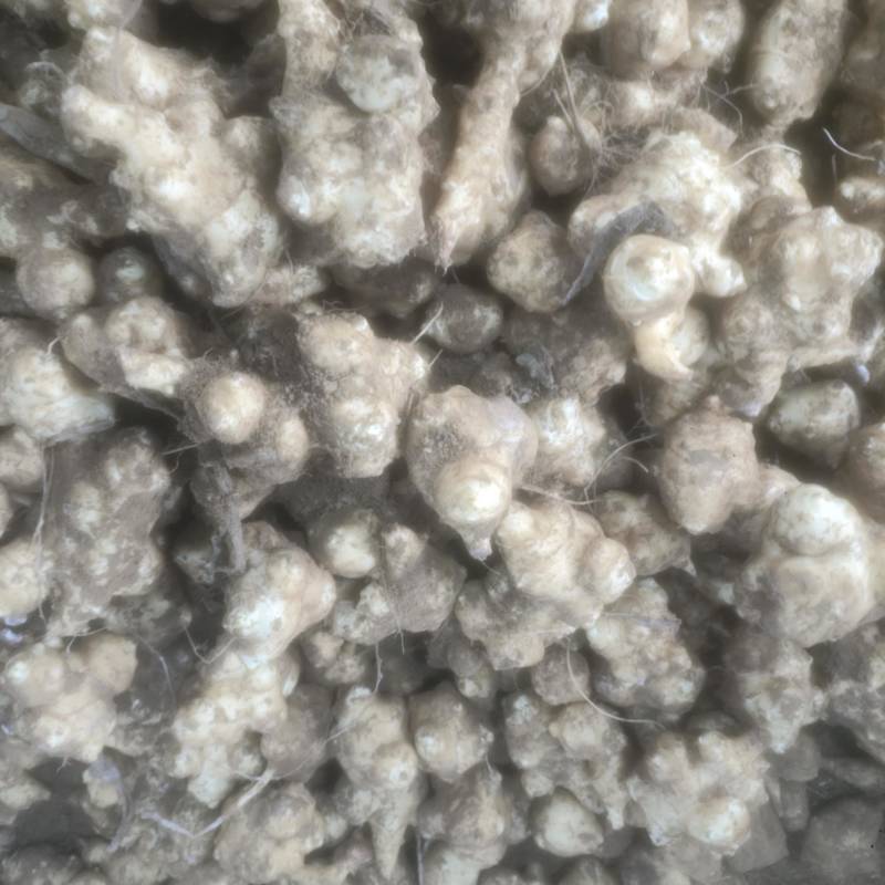 大量库存洋姜菊芋鬼子姜。保证新鲜长期有货