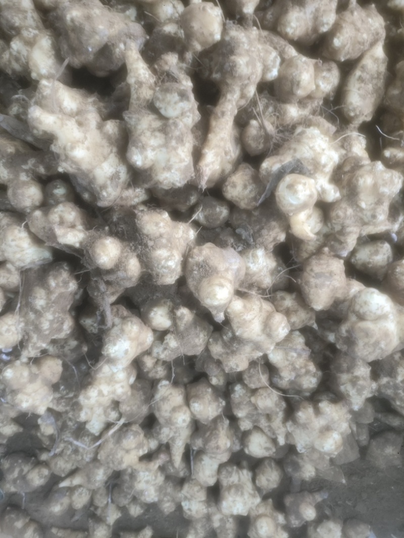 大量库存洋姜菊芋鬼子姜。保证新鲜长期有货