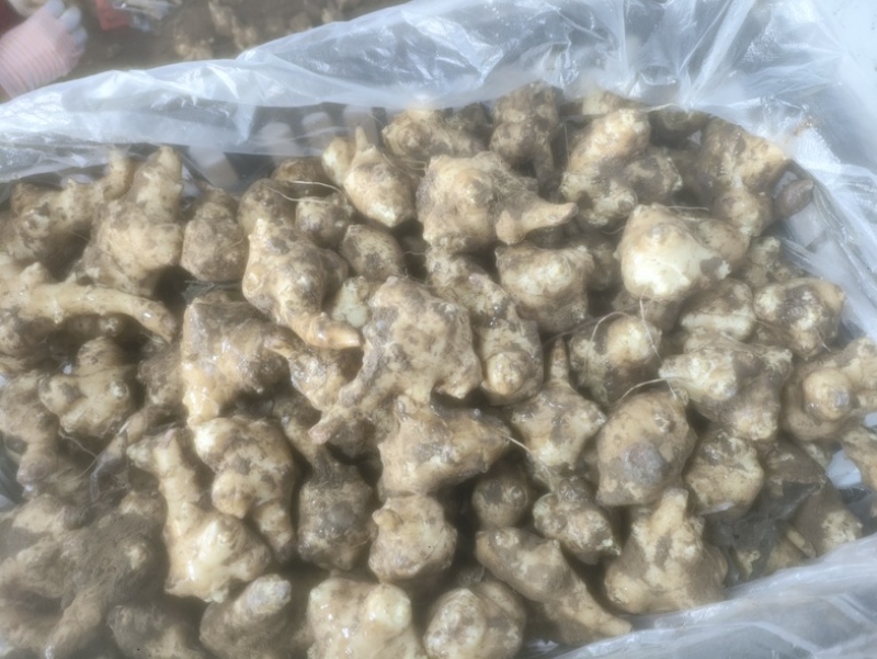 大量库存洋姜菊芋鬼子姜。保证新鲜长期有货