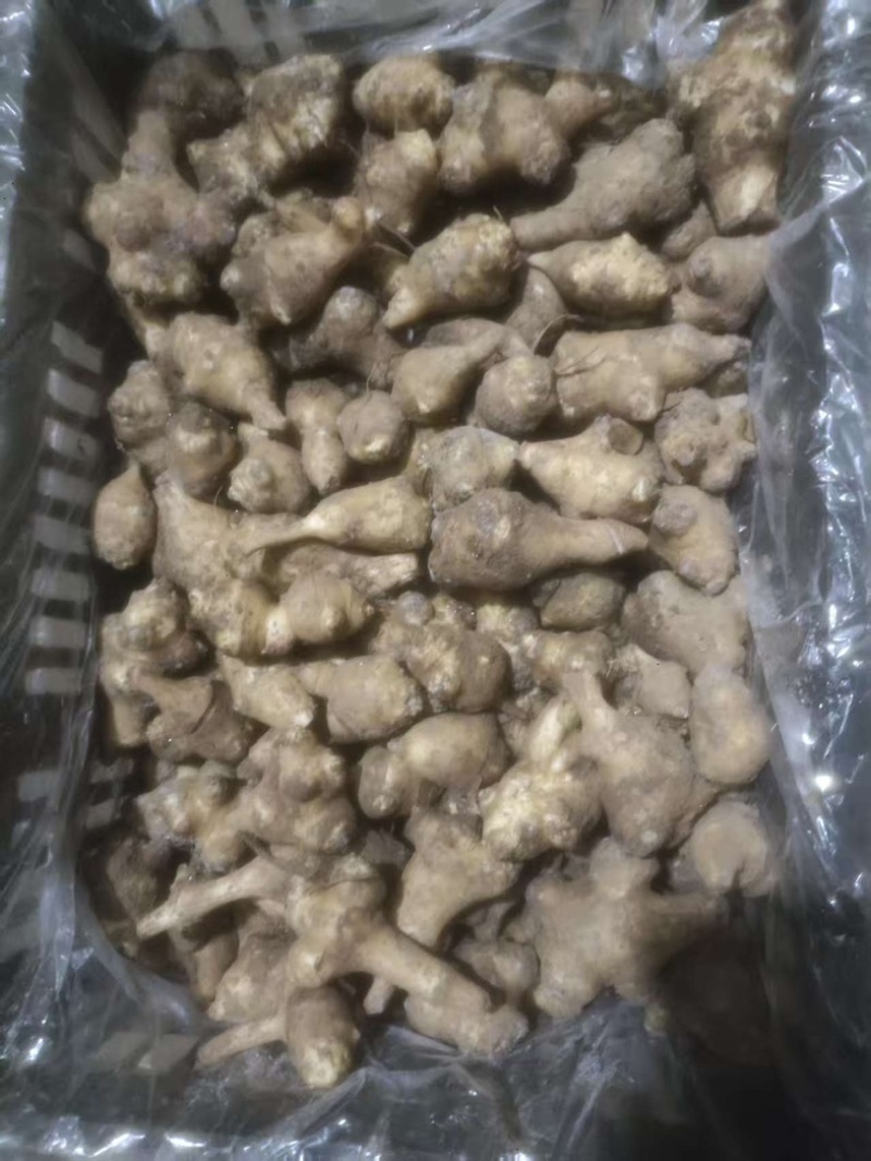 大量库存洋姜菊芋鬼子姜。保证新鲜长期有货