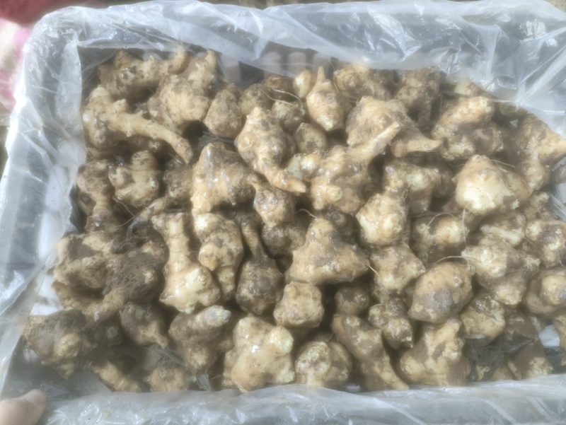 大量库存洋姜菊芋鬼子姜。保证新鲜长期有货