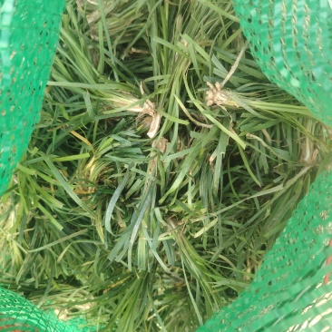 麦冬种苗