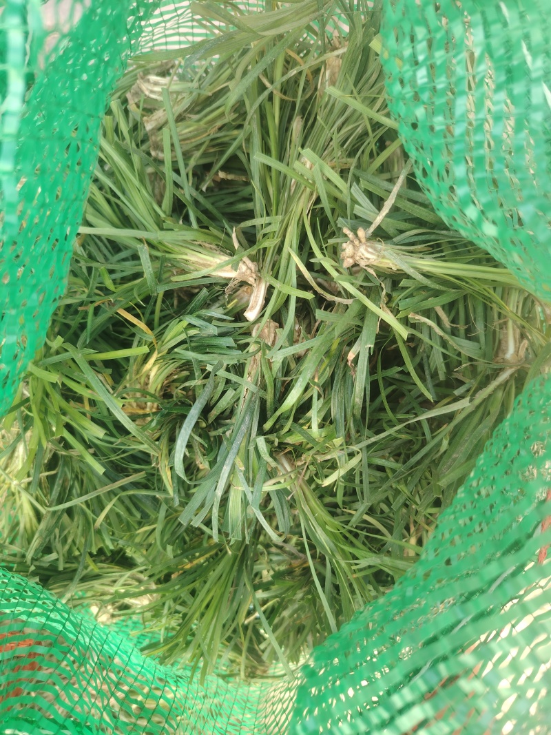 麦冬种苗
