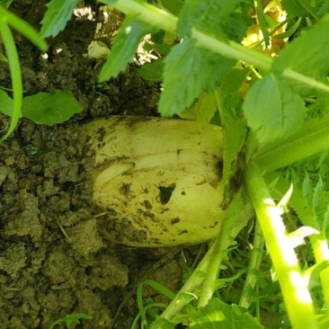现拔高山白玉罗卜