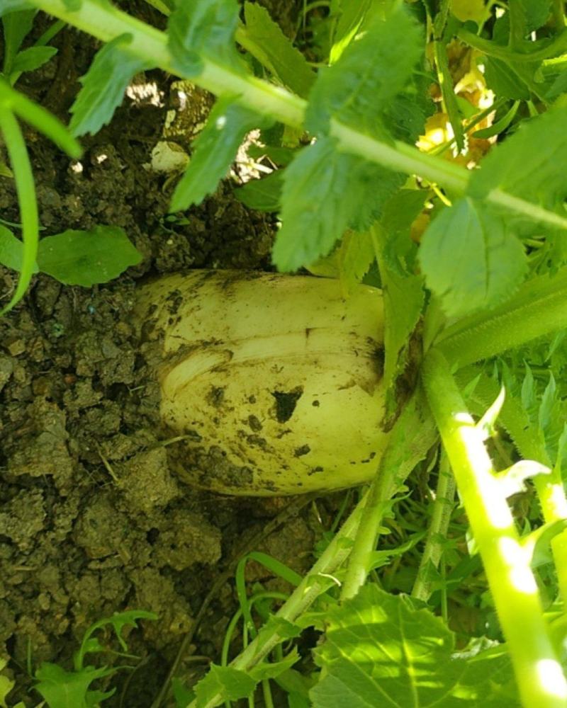 现拔高山白玉罗卜