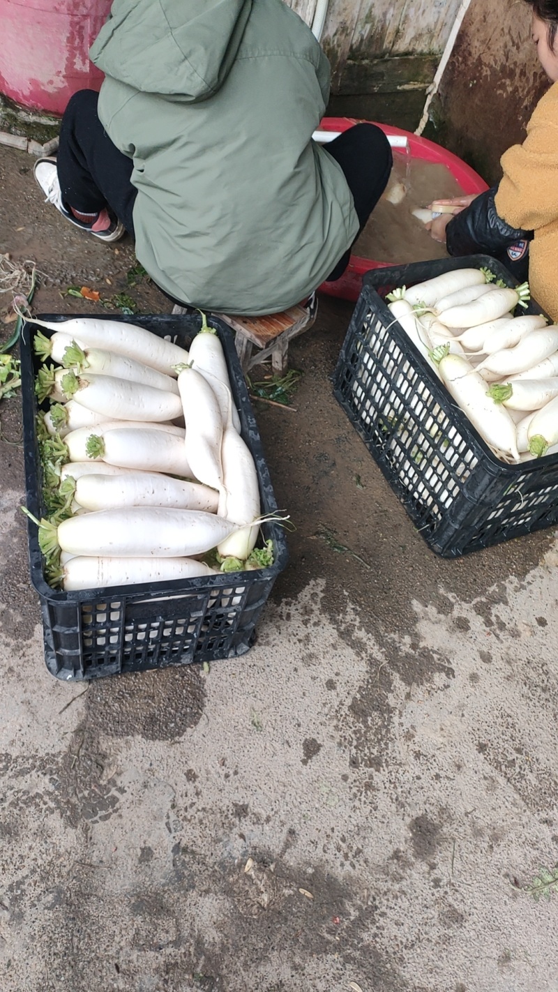 现拔高山白玉罗卜