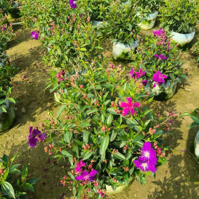野牡丹20-50大量出售