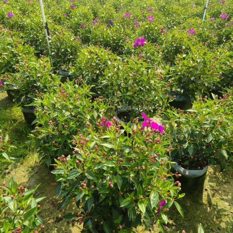 野牡丹20-50大量出售