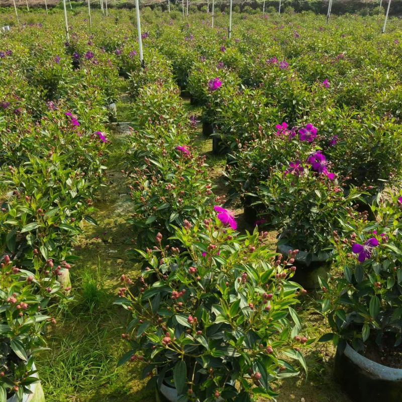 野牡丹20-50大量出售