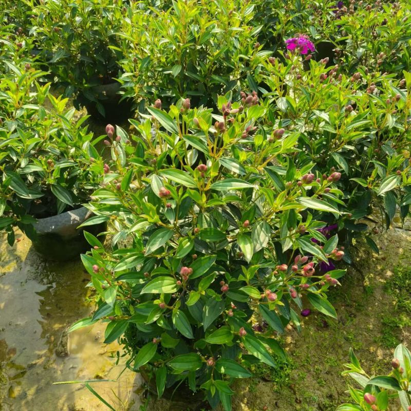 野牡丹20-50大量出售