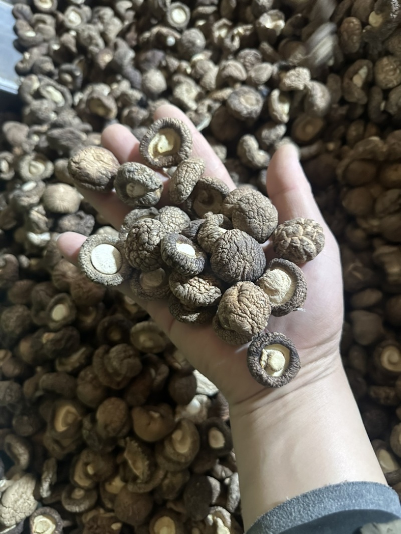 2026新货冬菇干香菇产地批发干蘑菇香菇干