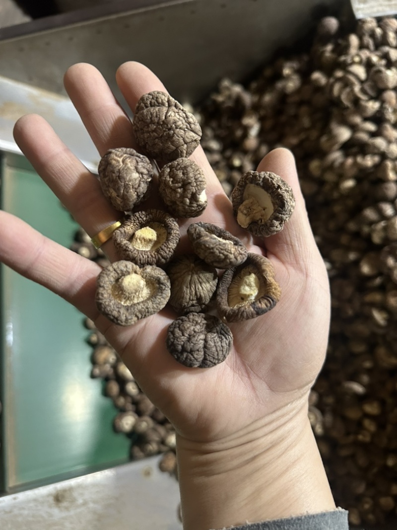 2026新货冬菇干香菇产地批发干蘑菇香菇干