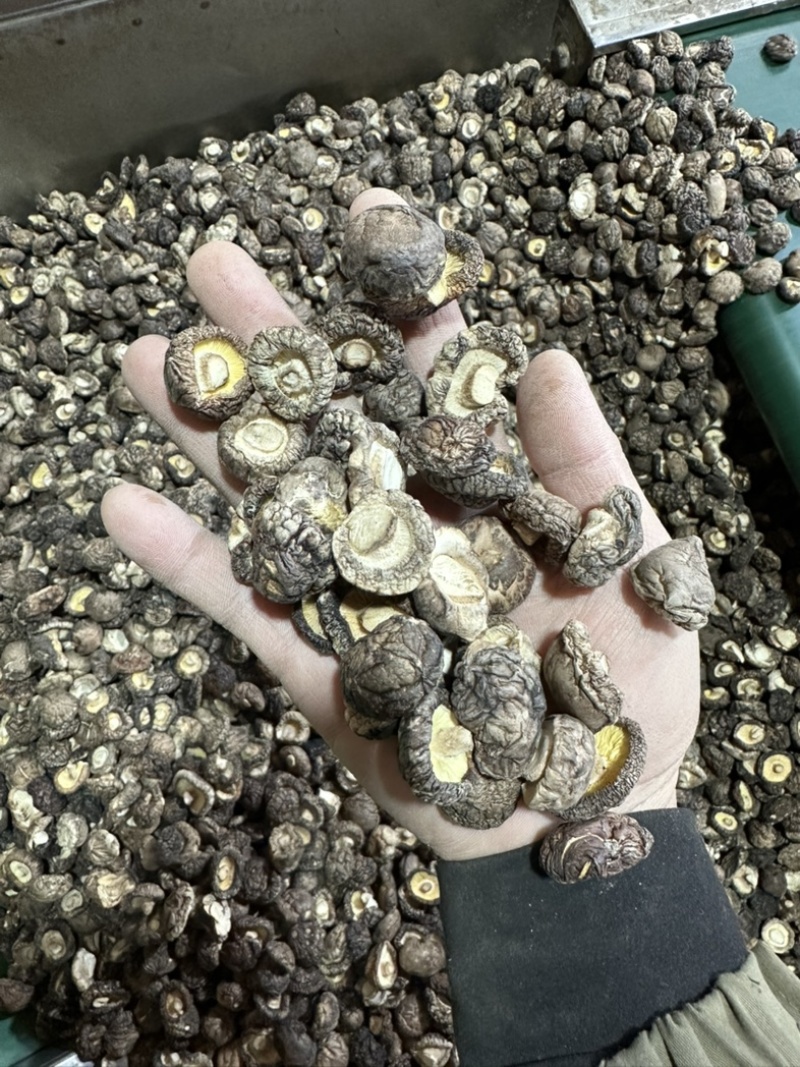 2026新货冬菇干香菇产地批发干蘑菇香菇干