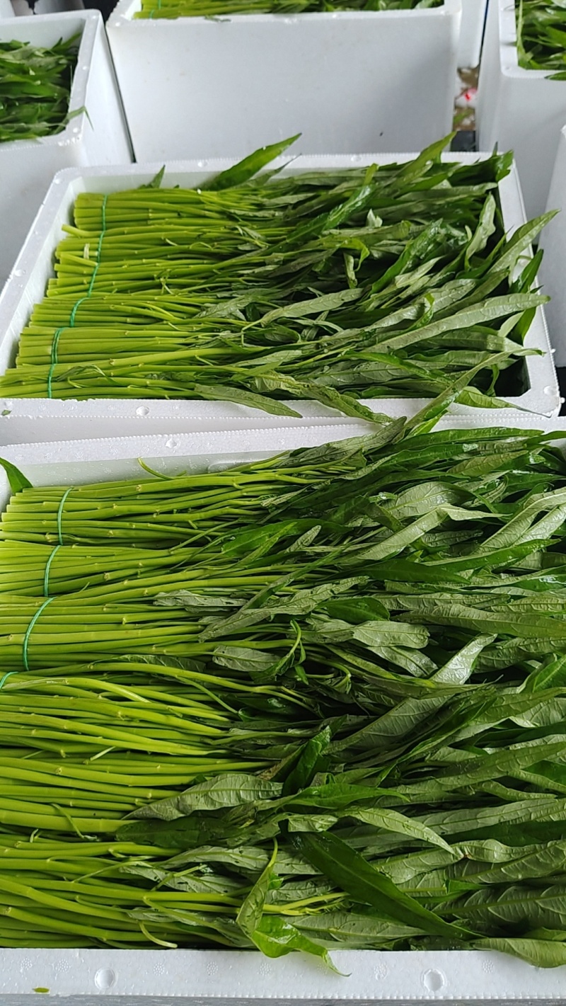 青梗空心菜