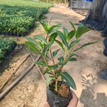 七斤袋长春花，大量出售
