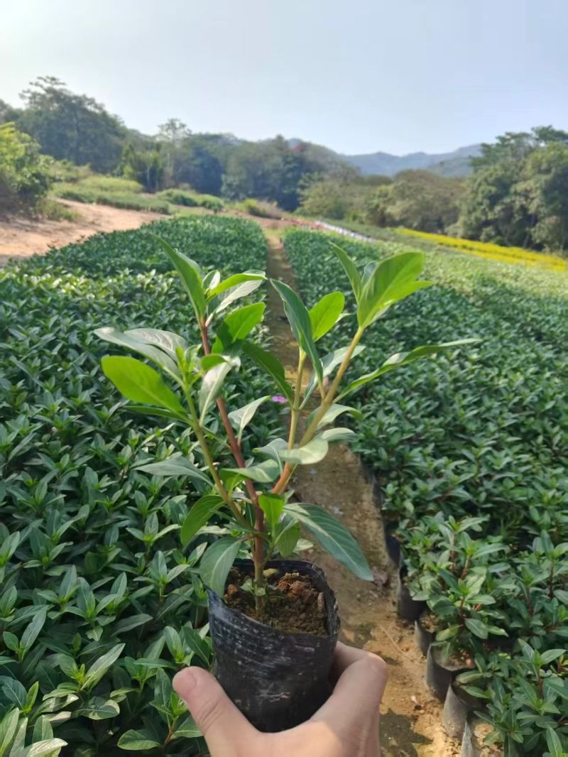七斤袋长春花，大量出售