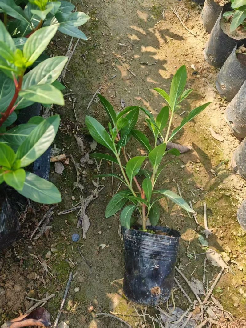 七斤袋长春花，大量出售