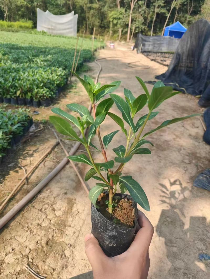 七斤袋长春花，大量出售