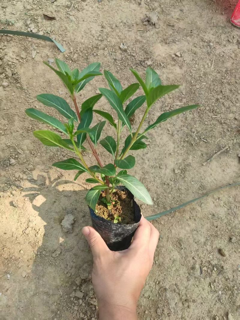 七斤袋长春花，大量出售