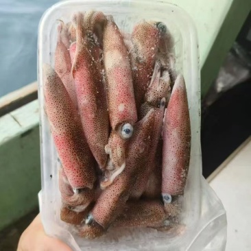 北部湾冰鲜鱿鱼