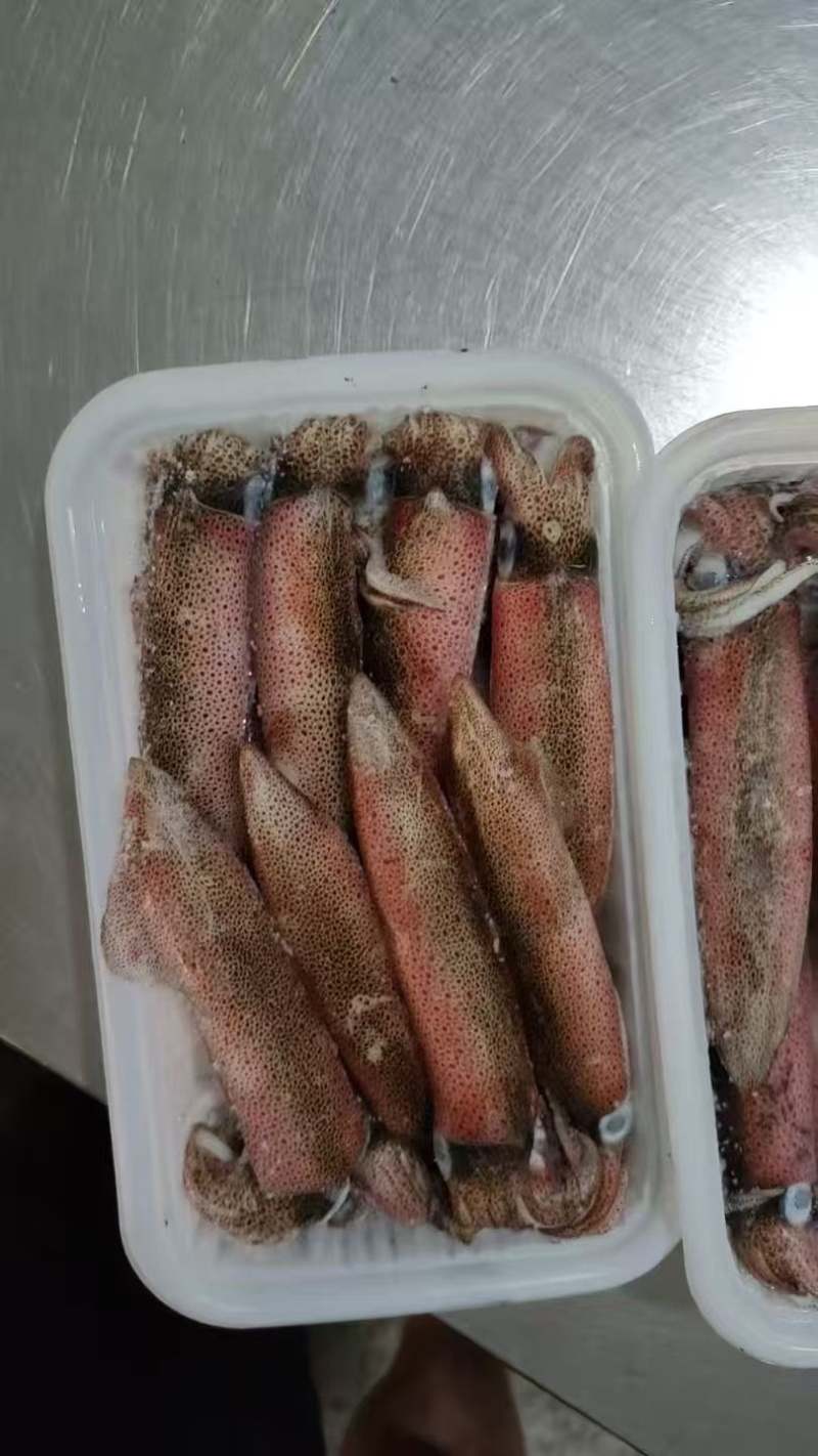 北部湾冰鲜鱿鱼