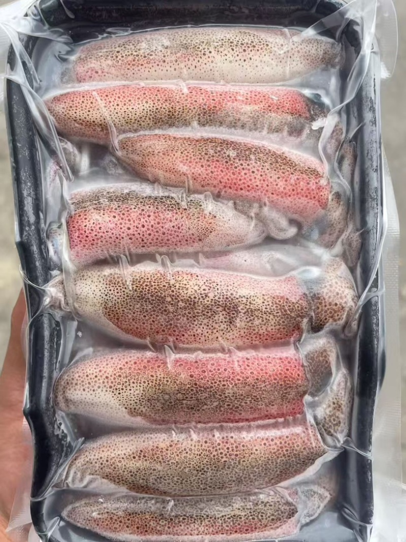 北部湾冰鲜鱿鱼
