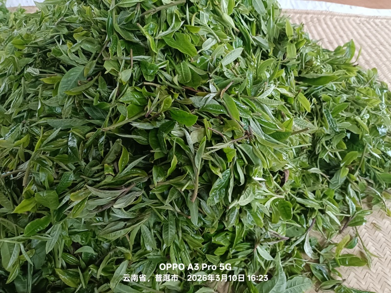 高杆/森林茶