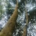 高杆/森林茶