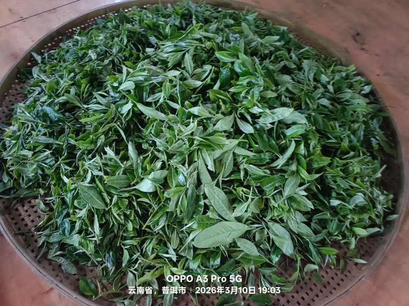 高杆/森林茶