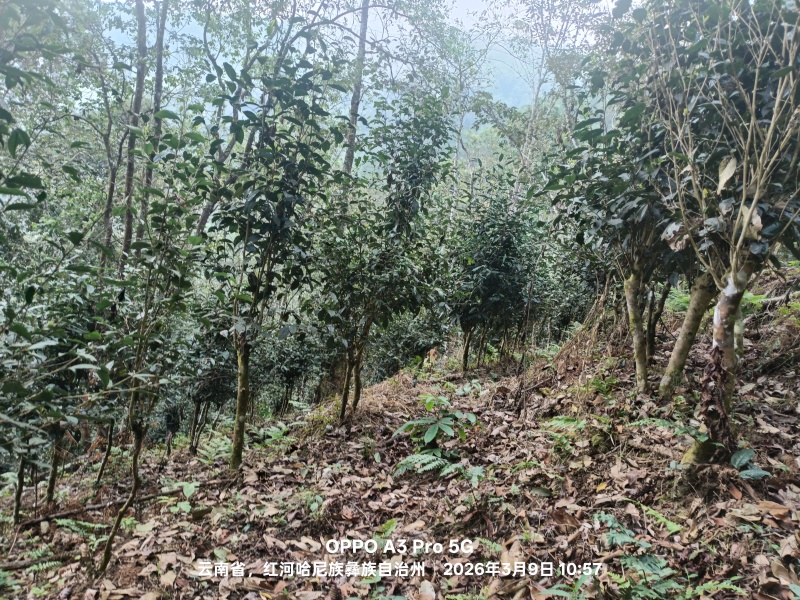 高杆/森林茶
