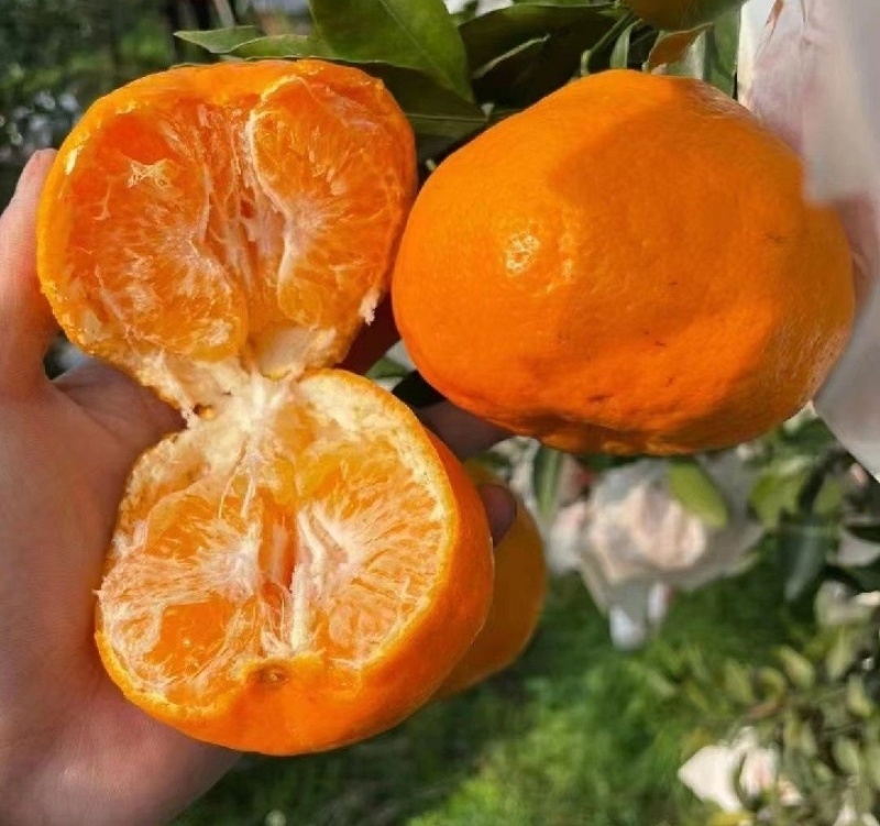 春见耙耙柑