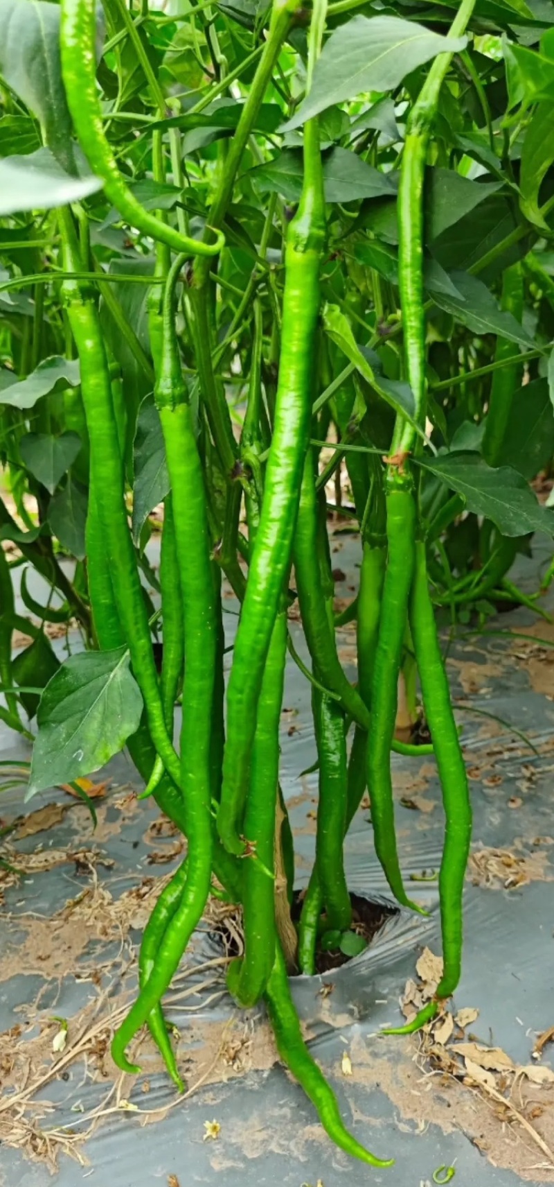 含腐殖酸水溶肥料辣椒叶面肥超能营养浓缩液提苗促长促花膨果