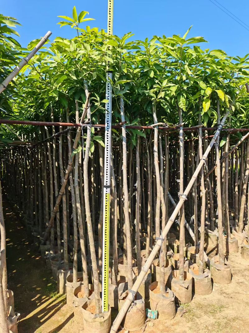芒果3～5分，大量出售