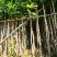 芒果3～5分，大量出售
