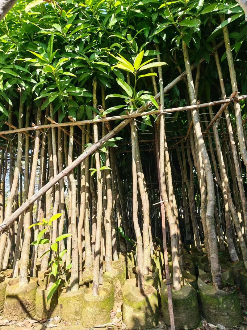 芒果3～5分，大量出售