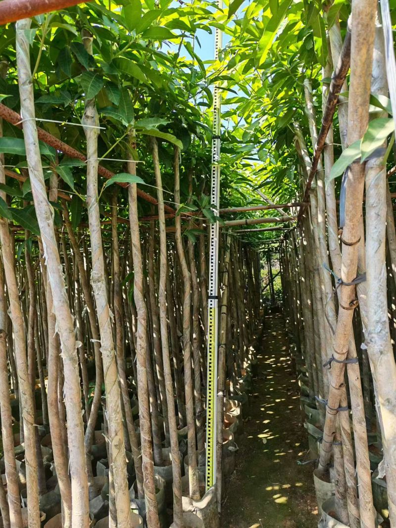 芒果3～5分，大量出售