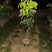 荔枝80-120高大量出售