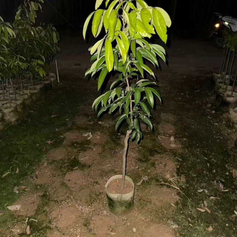 荔枝80-120高大量出售