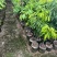 荔枝80-120高大量出售