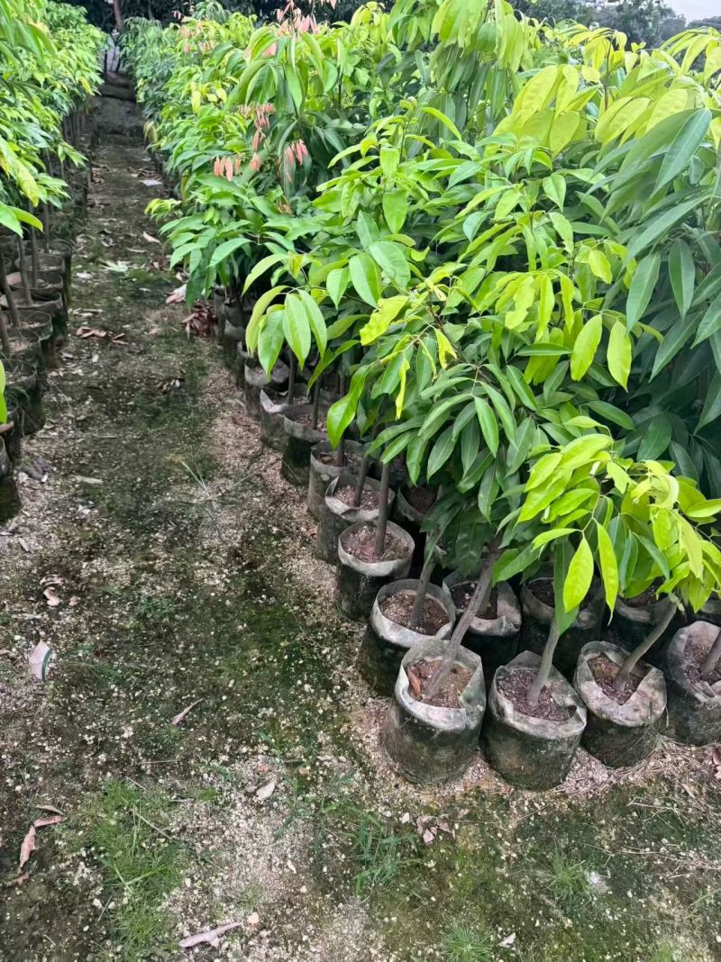 荔枝80-120高大量出售