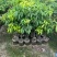 荔枝80-120高大量出售