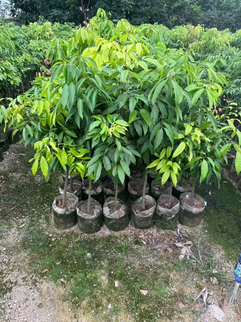 荔枝80-120高大量出售