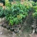 荔枝80-120高大量出售