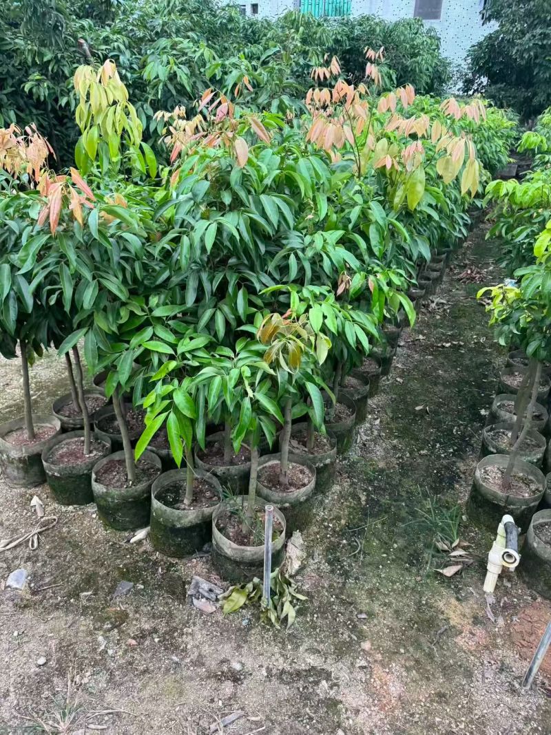荔枝80-120高大量出售