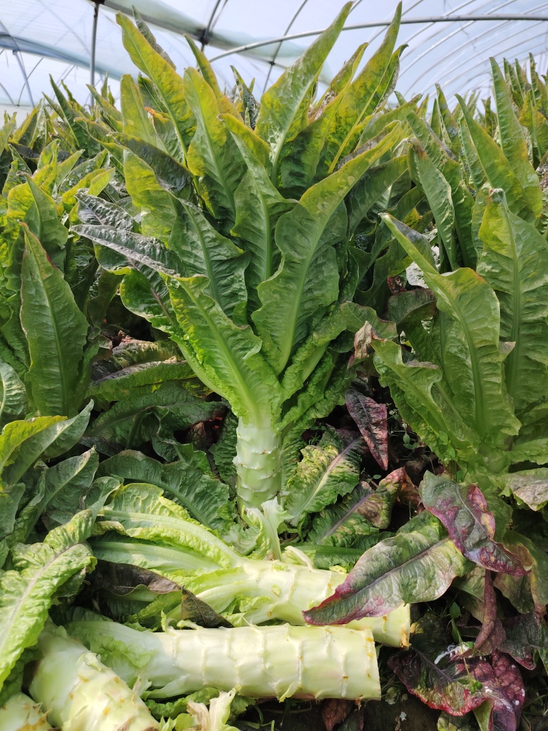 莴苣价格美丽品质保证服务周到产地直销一手货源