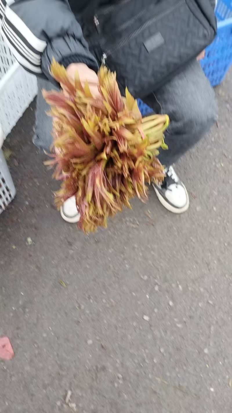 大竹香椿