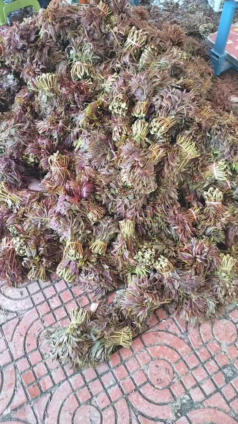 大竹香椿