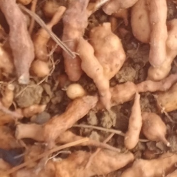 自家种植蕨麻人参果一手货源价格优惠大量有货