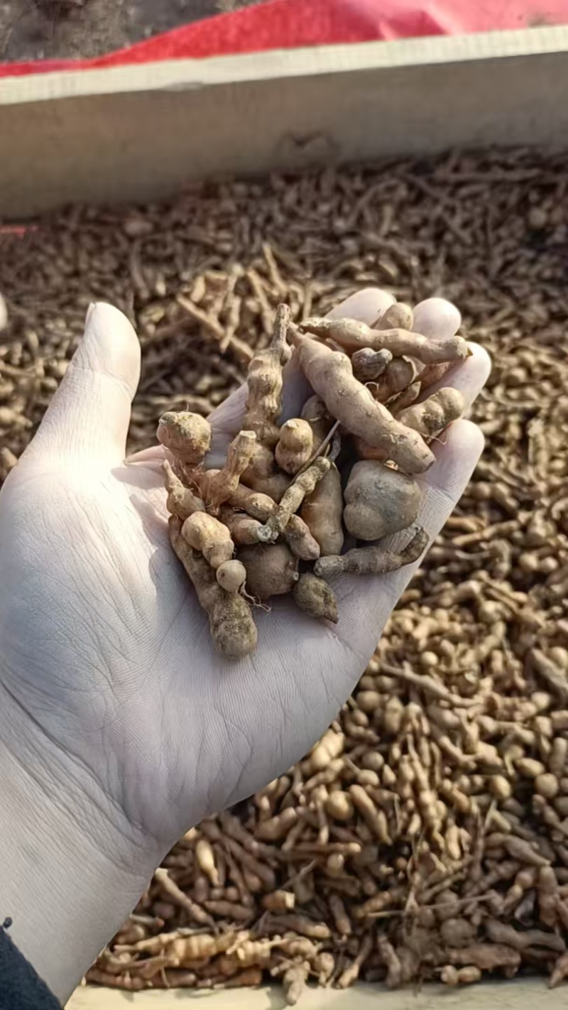 自家种植蕨麻人参果一手货源价格优惠大量有货