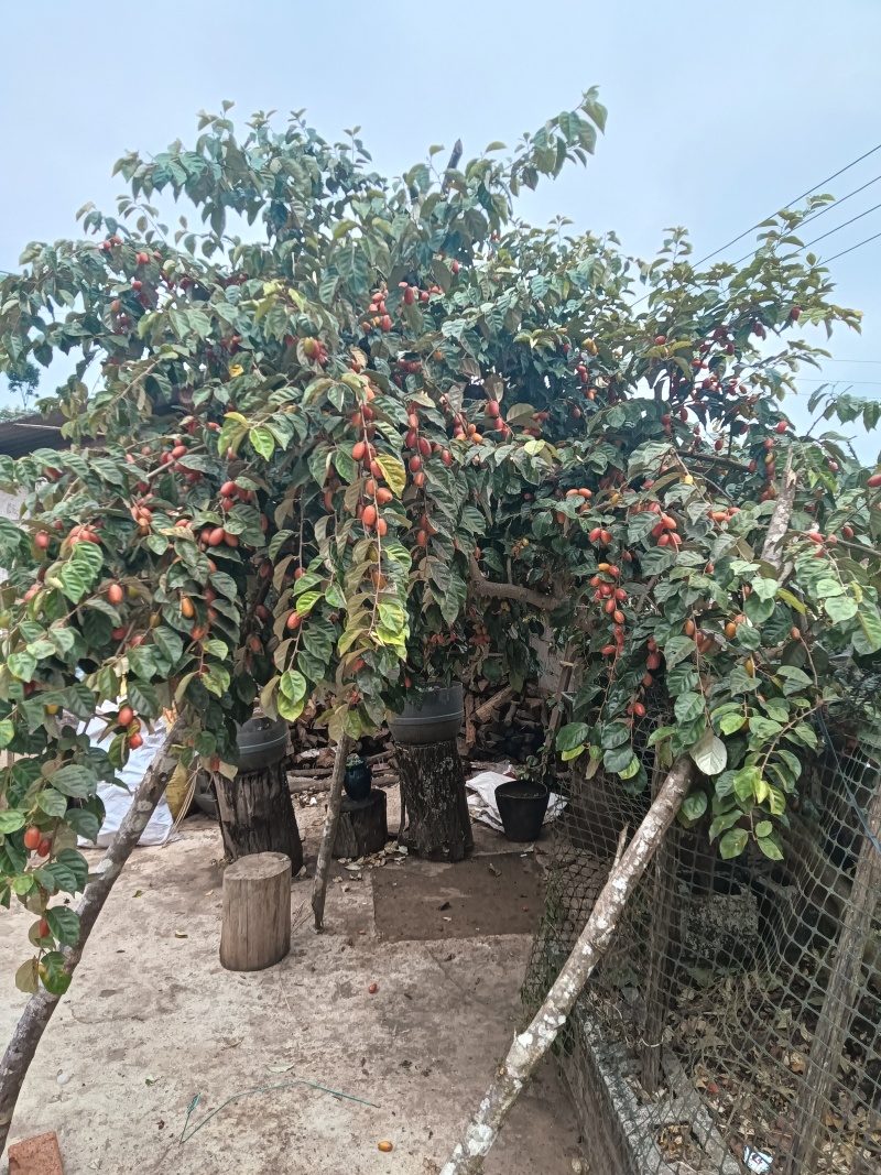 云南省普洱市思茅区羊奶果甜的